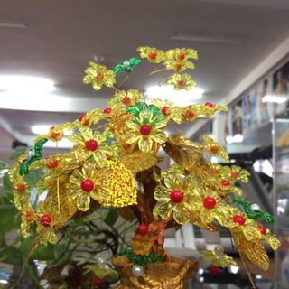 Chậu Hoa Hoàng Kim trưng Tết