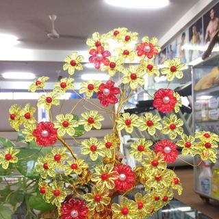 Chậu Hoa Hoàng Kim trưng Tết