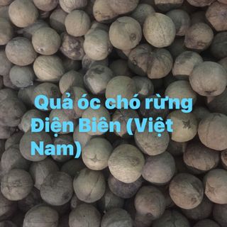 Quả óc chó rừng
