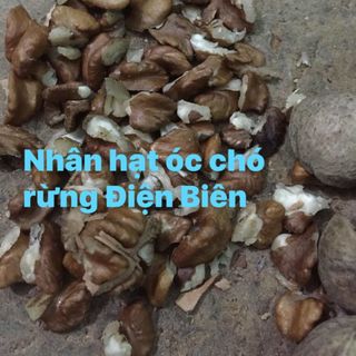 Quả óc chó rừng