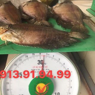 Cá sặc to giá sỉ