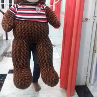 Gấu bông teddy 1m6