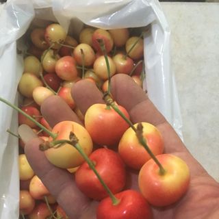 cherry vàng new zealand thùng 2kg rất ngon