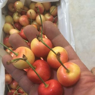 cherry vàng new zealand thùng 2kg rất ngon