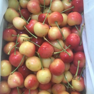 cherry vàng new zealand thùng 2kg rất ngon