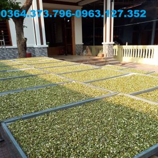 Mầm Đậu Xanh Nguyên Xơ