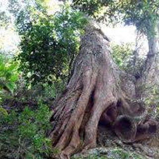Tinh dầu Bách Xanh