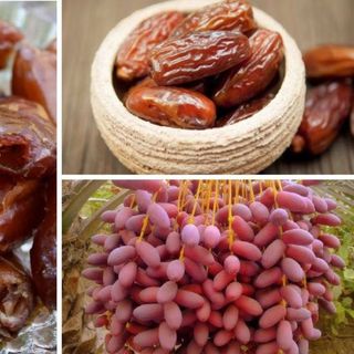 chà là ai cập