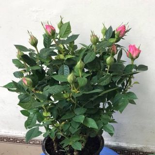 Hoa hồng chậu trưng ngày tết