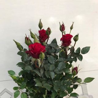 Hoa hồng chậu trưng ngày tết