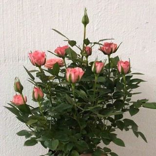 Hoa hồng chậu trưng ngày tết