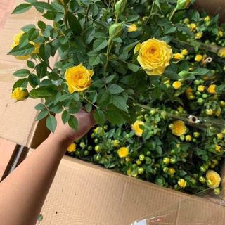 Hoa hồng chậu trưng ngày tết