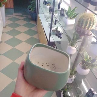 Chậu trồng cây