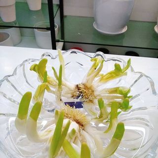 Chậu thủy tinh trồng cây