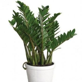 CHậu trồng cây mini
