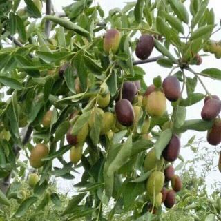 Táo đỏ Tân Cương hàng nội địa