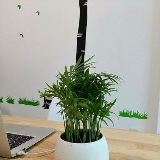 CHậu trồng cây