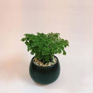 CHậu trồng cây