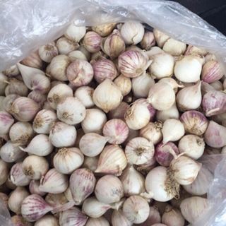 Tỏi cô đơn trực tiếp Ấn Độ - Gía sỉ