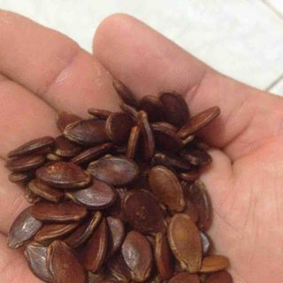 Hạt Dưa Sài Gòn