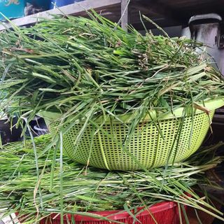 Dầu gội Thảo Mộc Trị rụng tóc