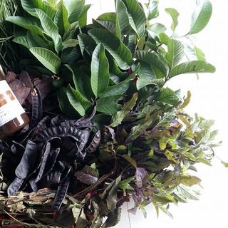 Dầu gội Thảo Mộc Trị rụng tóc