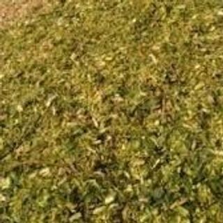 Cung cấp bắp ủ chua số lượng ổn định hàng tháng