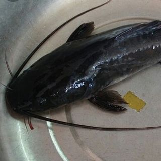 Cá Lăng