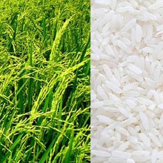 Gạo ngon giá sỉ Chỉ bán sỉ không bán lẻ