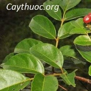 Trà dây Tây Nguyên