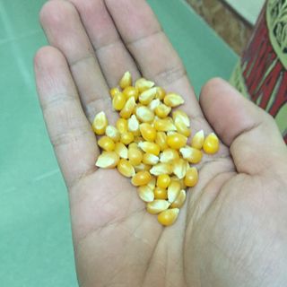 Bắp Hạt Nổ Mỹ Bỏng ngô làm bắp rang bơ