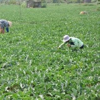 Dưa Hấu Long An