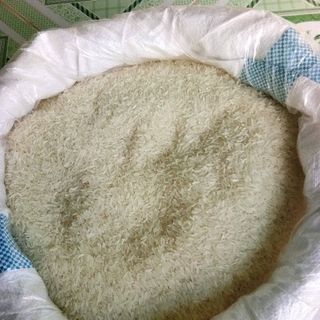gạo rvt