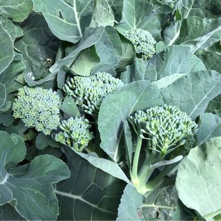 Súp lơ baby nhật broccoli