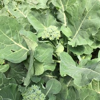 Súp lơ baby nhật broccoli