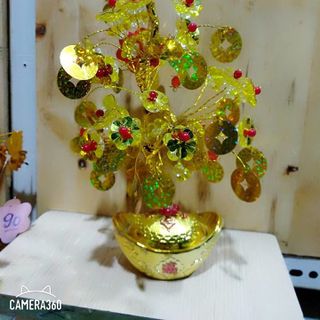 CÂY KIM TIỀN LÁ NGẪU NHIÊN CÓ HOA CAO 25CM-30CM PHK