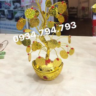 CÂY CÀNH VÀNG LÁ NGỌC CÂY KIM TIỀN SIZE NHỎ PHK HOA LÁ NGẪU NHIỆN