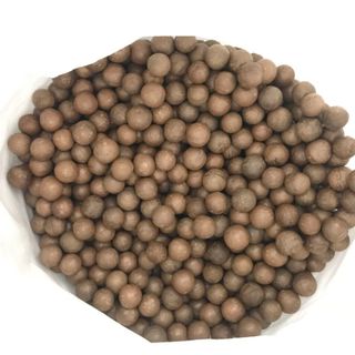 MACCA THÔ TRỰC TIẾP TỪ ÚC SIZE CHUẨN