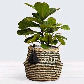 Giỏ cói trồng cây