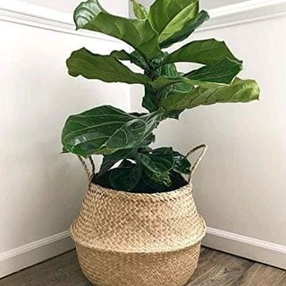 Giỏ cói trồng cây