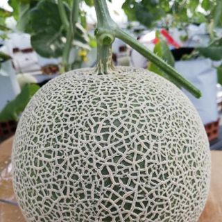 Dưa lưới Nhật Bản