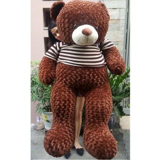gấu teddy
