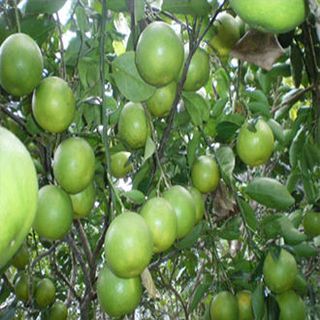 Chanh giấy bến tre