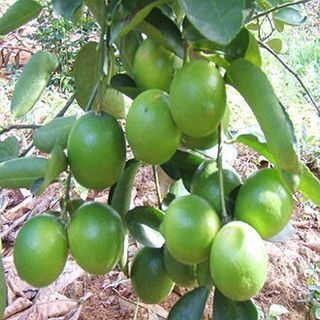 Chanh giấy bến tre