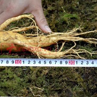 Nhân sâm tươi Hàn Quốc loại 12 củ/kg NS008
