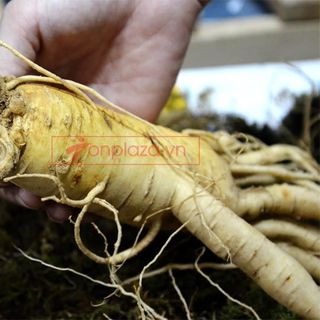 Nhân sâm tươi Hàn Quốc loại 12 củ/kg NS008