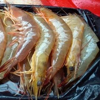 Ruốc tôm biển nguyên chất