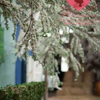 Vải phông nền cảnh trí FO6424