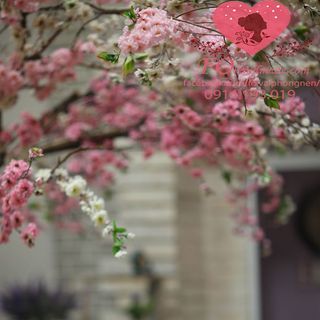 Vải phông nền cảnh trí FO6431