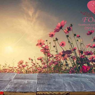 Vải phông nền cảnh trí FO1133